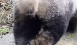 最新爆料熊猫视频,揭秘幕后真相，带你走进神秘世界